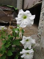 Nahaufnahmen von leuchtend bunten Blumen im Botanischen Garten in Karachi Pakistan 2022 foto