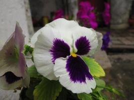 Nahaufnahmen von leuchtend bunten Blumen im Botanischen Garten in Karachi Pakistan 2022 foto