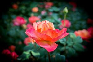 blühende schöne bunte Rosen im Garten foto