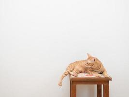 Süße Katze orange Farbe sitzt auf dem Stuhl und schaut in die Kamera auf weißem Hintergrund foto
