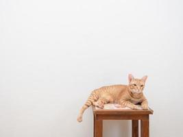Süße Katze orange Farbe sitzt auf dem Stuhl und schaut in die Kamera auf weißem Hintergrund foto