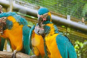 Der blaue und gelbe Ara in einem Zoo in Singapur foto