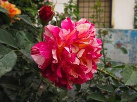 Nahaufnahmen von leuchtend bunten Blumen im Botanischen Garten in Karachi Pakistan 2022 foto