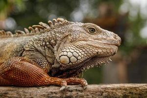 Leguan sitzt auf dem Stück Holz foto