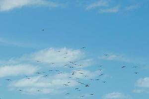 Silhouette von Vögeln, die in den Himmel fliegen foto