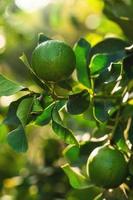 Reife grüne Zitronen auf dem kleinen immergrünen Baum foto