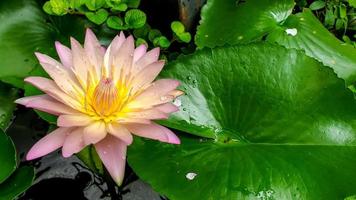 Nahaufnahme einer schönen rosa Lotusblume, die in einem Garten mit Wassertröpfchenhintergrund blüht. foto