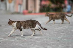 Eine schöne Katze geht durch die Straßen der Stadt. foto