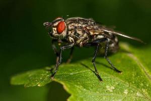 Makrofotografie fliegt aus nächster Nähe foto