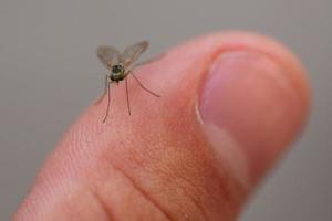 Nahaufnahme eines Fliegeninsekts foto