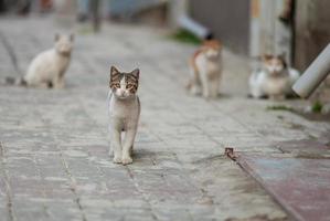 Eine schöne Katze geht durch die Straßen der Stadt. foto