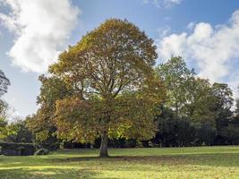 Rosskastanie mit Herbstlaub in einem Park foto