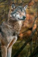 Porträt des grauen Wolfs foto
