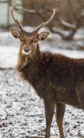 indochinesischer Sikahirsch foto