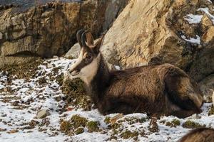 Gämse auf Felsen foto