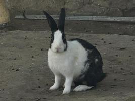 Kleines Kaninchen auf dem Bauernhof kostenlos zum Download foto