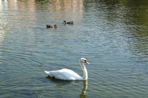 weißer Schwan, der in einem Teich schwimmt. Zugvogelschutzgebiet für Wildvögel am See im Naturkonzept. Landschaft mit schwimmendem Vogel im künstlichen Fluss. Naturschutzgebiet im Wasser. Frühlingsnest. Unterschlupf für Wasservögel foto