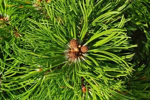 Latschenkiefer Pinus Mugo mit Knospen, langem Ast und Nadelholz. mughus pumilio kultivar zwerg im rock park. zusammensetzung pinaceae landschaftsbau im japanischen garten. natur botanisches konzept. Nahansicht foto