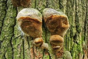 Nahaufnahme wilder Pilzpilze, die auf Baumstämmen im Wald wachsen. Alternativmedizin Apotheke Therapie. Pflanzenvielfalt im Botanischen Garten. Umweltschutz und Ressourcen der Natur foto