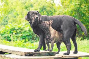 Labrador Retriever und französische Bulldogge auf grünem Hintergrund. zwei reinrassige hunde stehen auf dem podium. foto