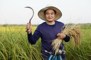 asiatischer männlicher Bauer trägt Hut, hält Sichel und geerntete Reispflanzen auf dem Reisfeld. konzept, landwirtschaftsberuf. Bauer mit Bio-Reis. foto