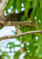 gemeiner Schneidervogel thront auf Baum foto