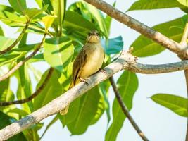 Streak-eared bulbul thront auf Baum foto