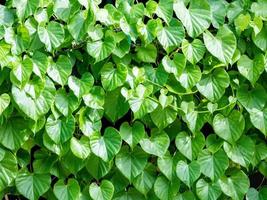 tinospora cordifolia, lokaler Name Guduchi und Giloy, ist eine krautige Liane aus der Familie der Menispermaceae, die in den tropischen Gebieten Indiens beheimatet ist und als Ayurveda-Medizin verwendet wird foto