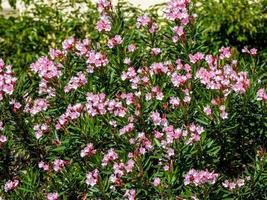 süßer Oleander, Rosenbucht, die im Park blüht foto