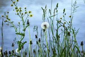 grüne Graspflanzen mit geschlossenem Löwenzahn und einem pelzigen Löwenzahnball auf blauem Flusswasserhintergrund foto