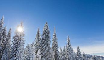 Bergwald unter dem Schnee im Winter foto