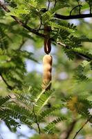 Tamarindenfrüchte hängen am Baum. foto