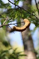 Tamarindenfrüchte hängen am Baum. foto