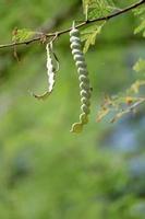 Gummi Arabicum-Schoten, die am Baum hängen. foto