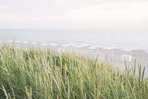 grüne grasdünen auf dem hintergrund des sandstrandes der ostsee foto