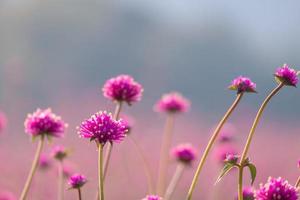 rosa amaranth-blumenblüte auf dem feld, schönes wachsen und blumen auf der wiese, die morgens blüht. weiches pastell auf natur-bokeh-hintergrund foto