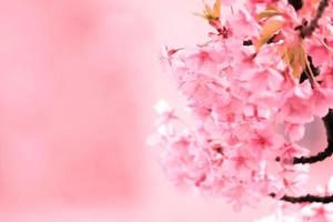 weicher fokus der schönen kirschblüte mit dem verblassen in pastellrosa sakura-blume, volle blüte eine frühlingssaison in japan foto