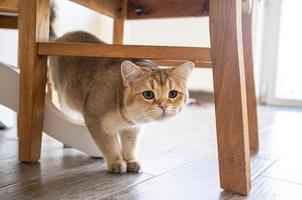 Die neugierige Katze geht vorsichtig unter den Stuhl und schaut aufgeregt mit ihren grünen Augen. foto