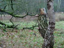 Wandern in den Niederlanden in der Nähe von Haaksbergen foto