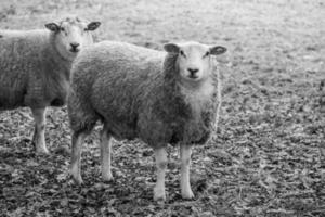 Schafe auf einem Feld in Deutschland foto