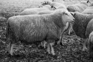 Schafe auf einem Feld in Deutschland foto