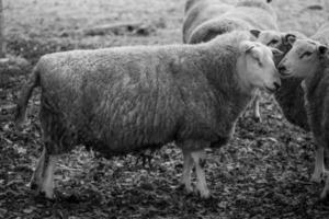 Schafe auf einem Feld in Deutschland foto