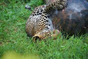 Ein Leopard Panthera Pardus rollte herum und spielte einen Ball auf der grünen Wiese. foto