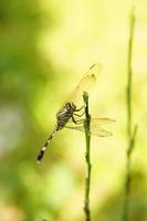 Makrofotografie einer grünen Libelle auf einem Ast foto