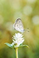 Makrofotografie eines schönen kleinen Schmetterlings, der auf einer Blume mit Bokeh-Hintergrund hockt foto