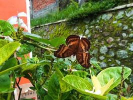 Schokoladen-Stiefmütterchen-Schmetterling thront auf einer Pflanze foto