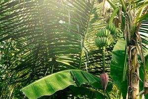 üppige Bananenbaumblätter und Früchte im tropischen Wald. foto