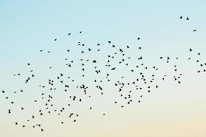 Silhouetten von Vögeln am Himmel foto