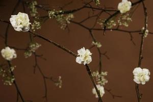 weiße Blüten auf Ästen vor braunem Hintergrund foto