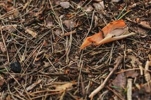 Boden mit Tannennadeln, kleinen Zweigen und Blättern im Herbstwald foto